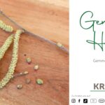 Gemeine Hasel Gemmotherapie