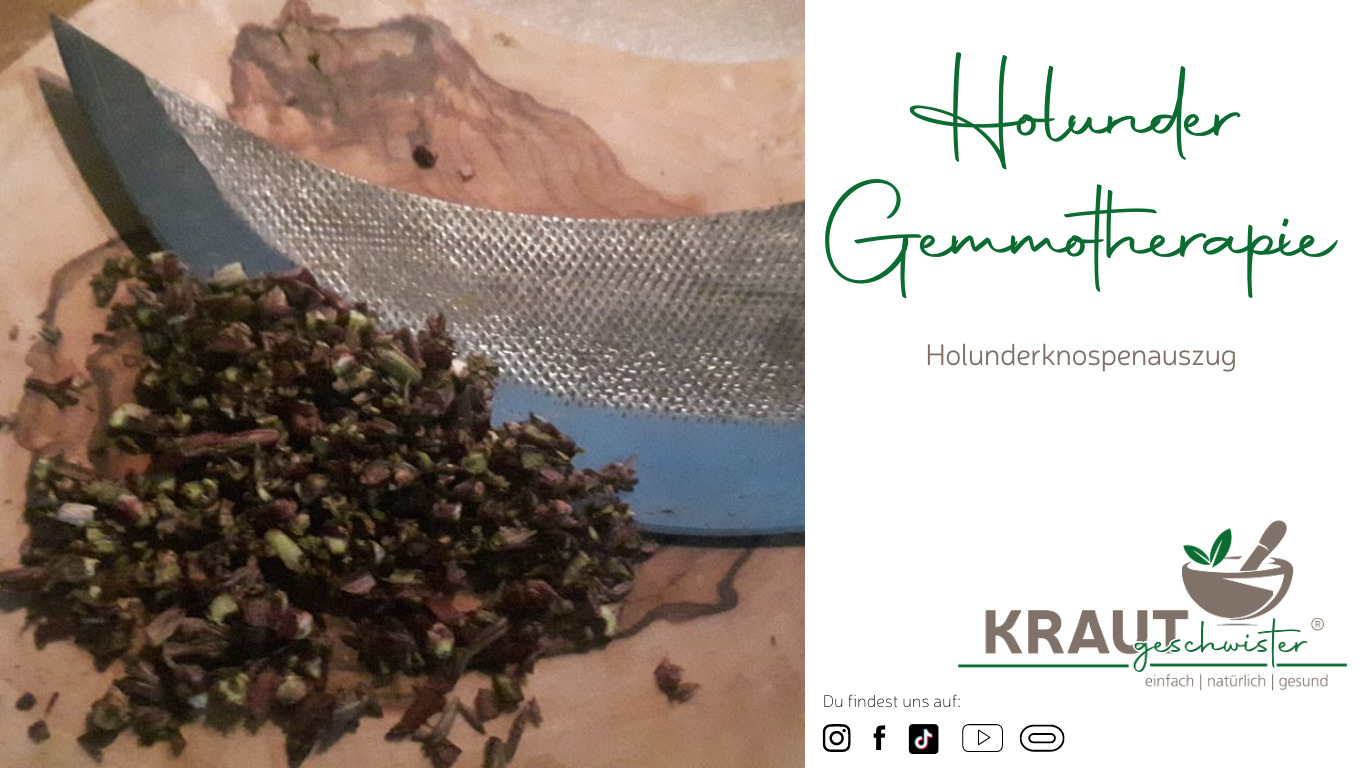 Read more about the article Holunder Gemmotherapie