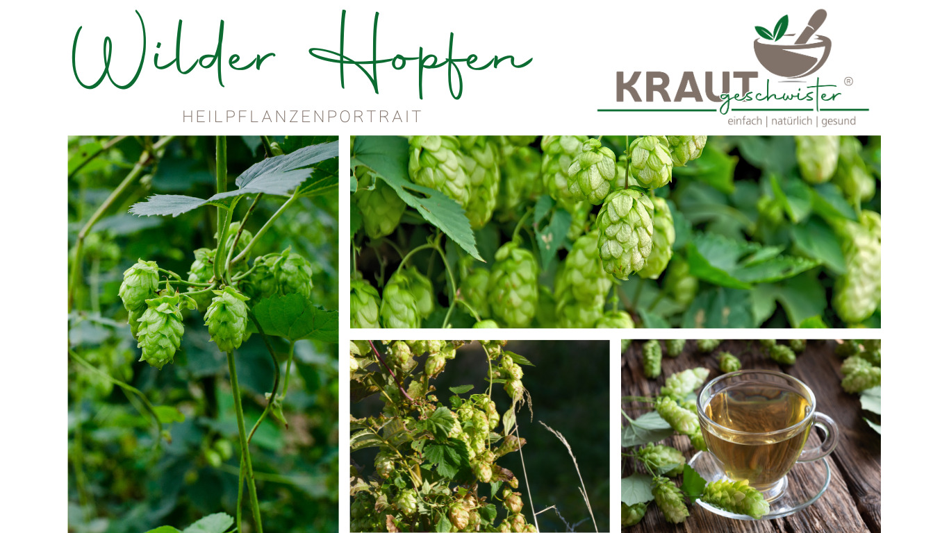 Read more about the article Wilder Hopfen Heilpflanzenprotrait