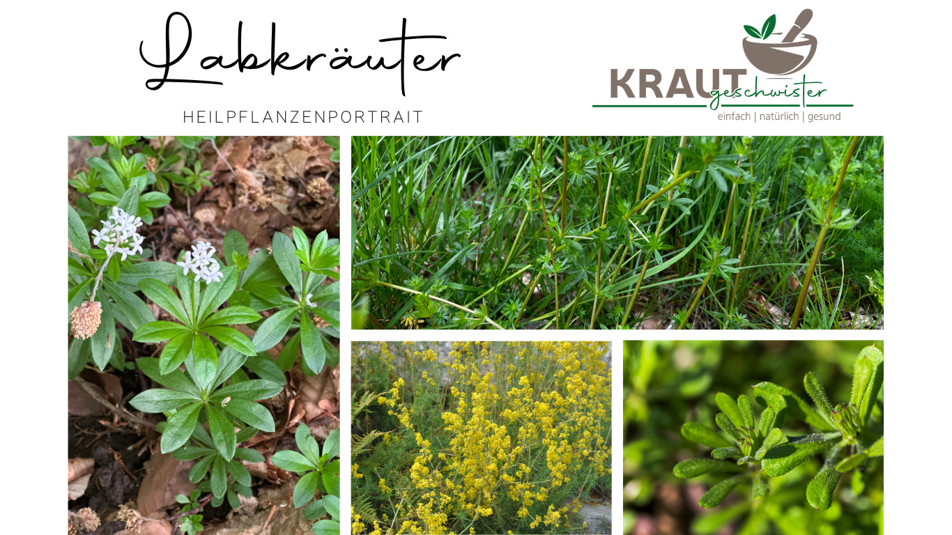 Read more about the article Labkräuter Heilpflanzenportraits