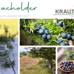 Wacholder Heilpflanzenportrait