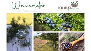 Wacholder Heilpflanzenportrait