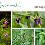 Beinwell Heilpflanzenportrait