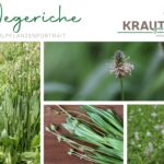 Wegeriche Heilpflanzenportrait