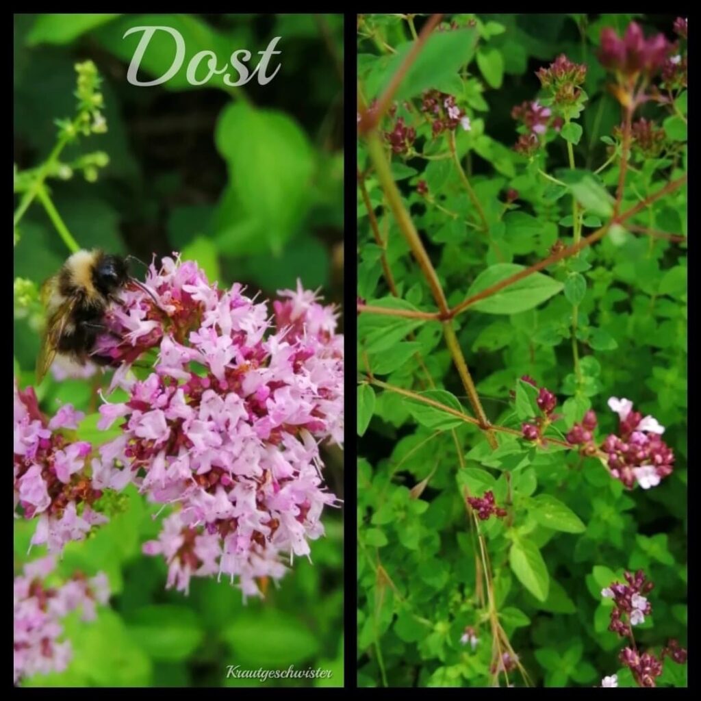 Oregano * Dost Heilpflanzenportrait