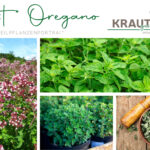 Dost * Oregano Heilpflanzenportrait