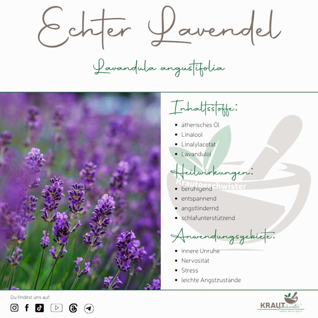 Lavendel ist nicht gleich Lavendel