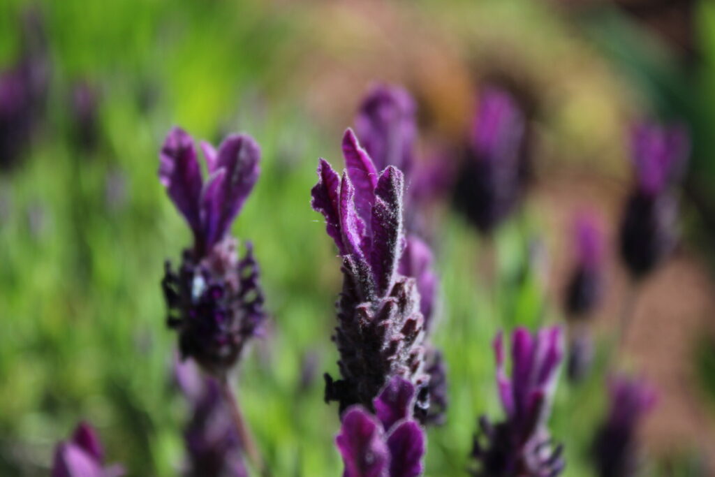 Lavendel Heilpflanzenportrait