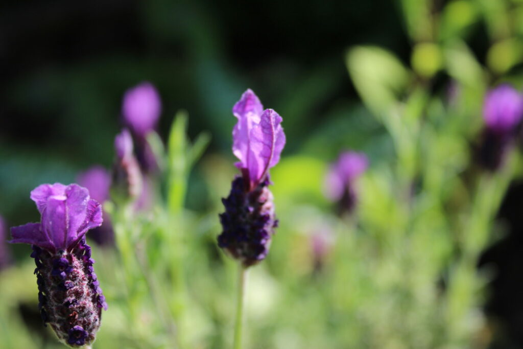 Lavendel Heilpflanzenportrait