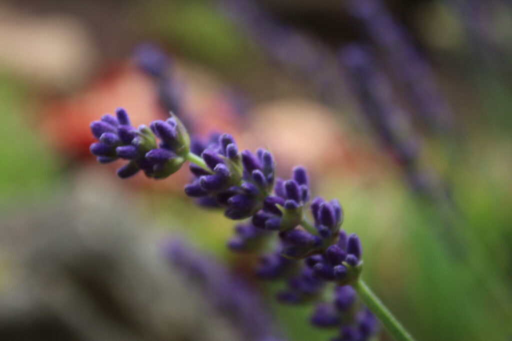 Lavendel Heilpflanzenportrait