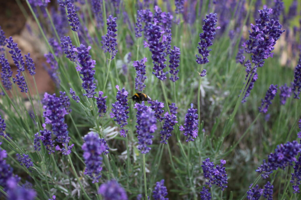 Lavendel Heilpflanzenportrait