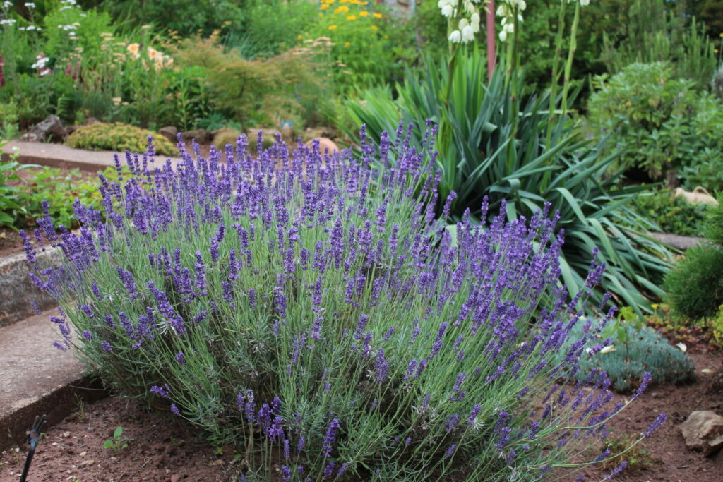 Lavendel Heilpflanzenportrait