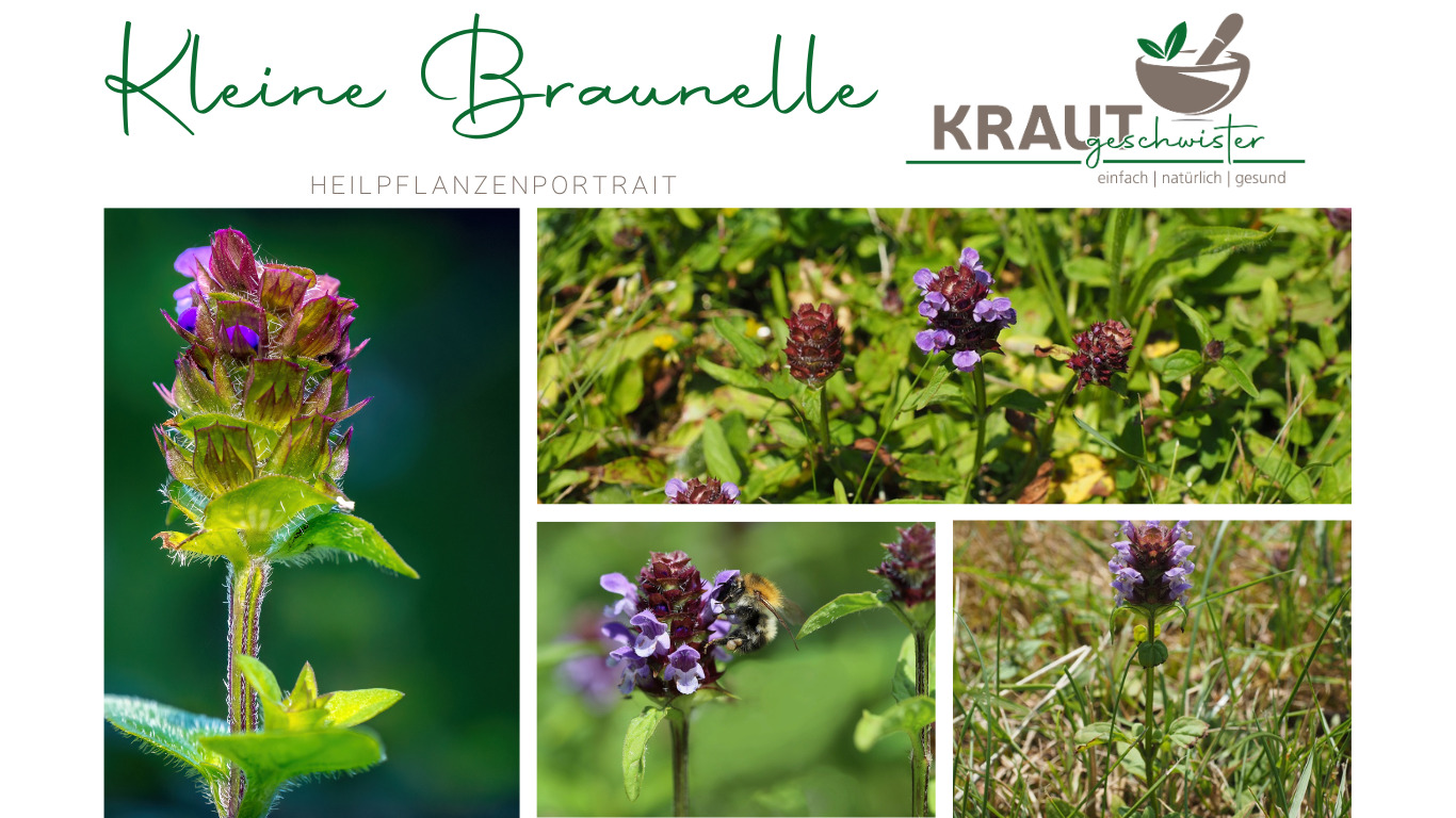 Read more about the article Kleine Braunelle Heilpflanzenportrait