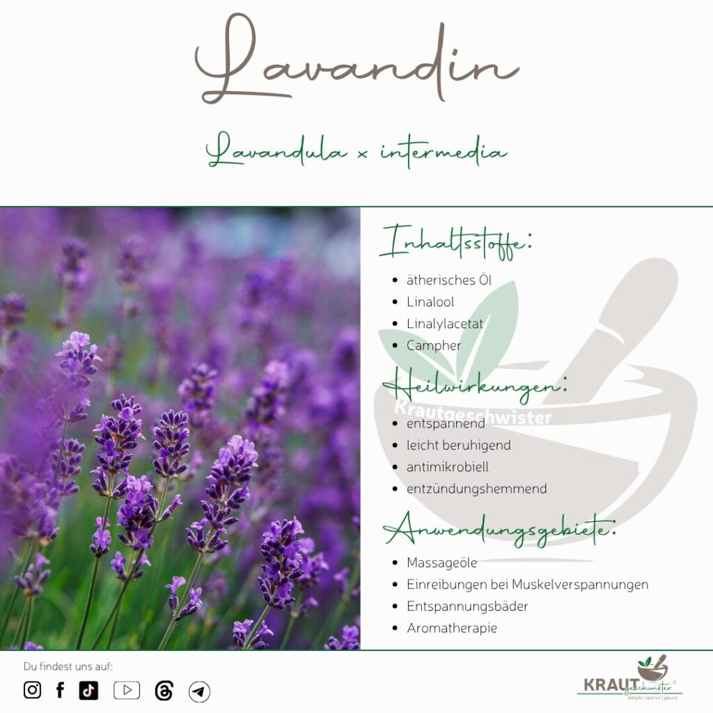 Lavendel ist nicht gleich Lavendel