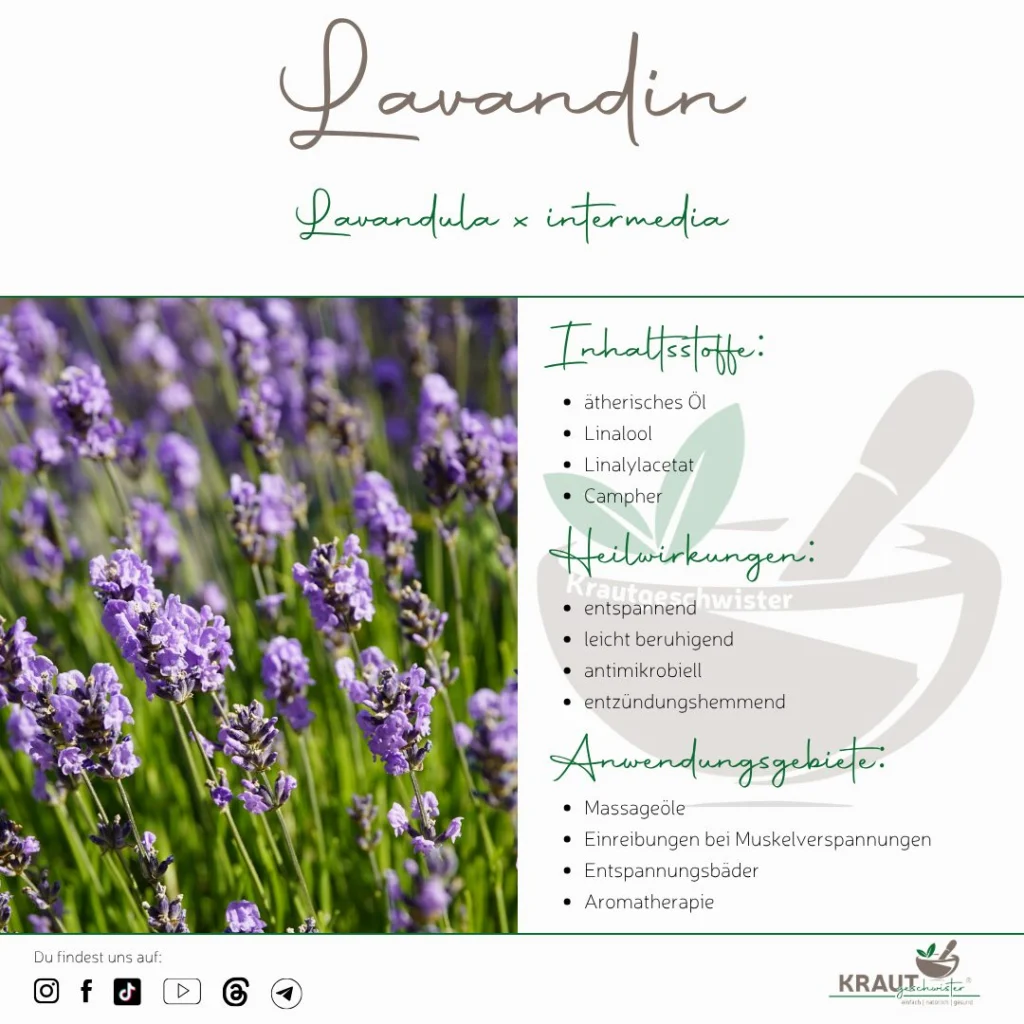Lavendel ist nicht gleich Lavendel