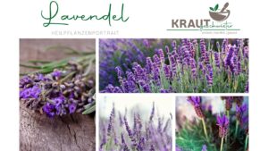 Lavendel ist nicht gleich Lavendel
