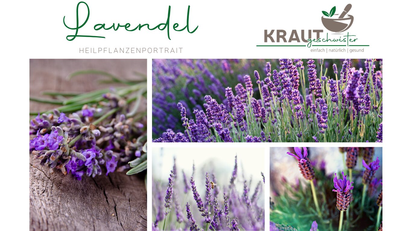 Mehr über den Artikel erfahren Lavendel ist nicht gleich Lavendel