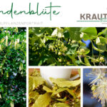 Lindenblüte Heilpflanzenportrait
