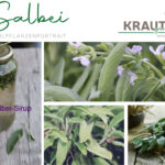 Salbei Heilpflanzenportrait