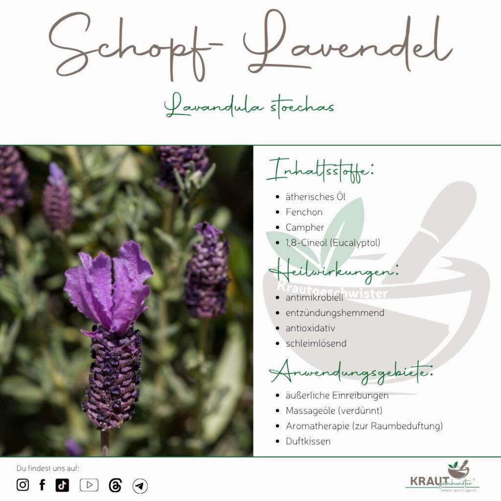Lavendel ist nicht gleich Lavendel