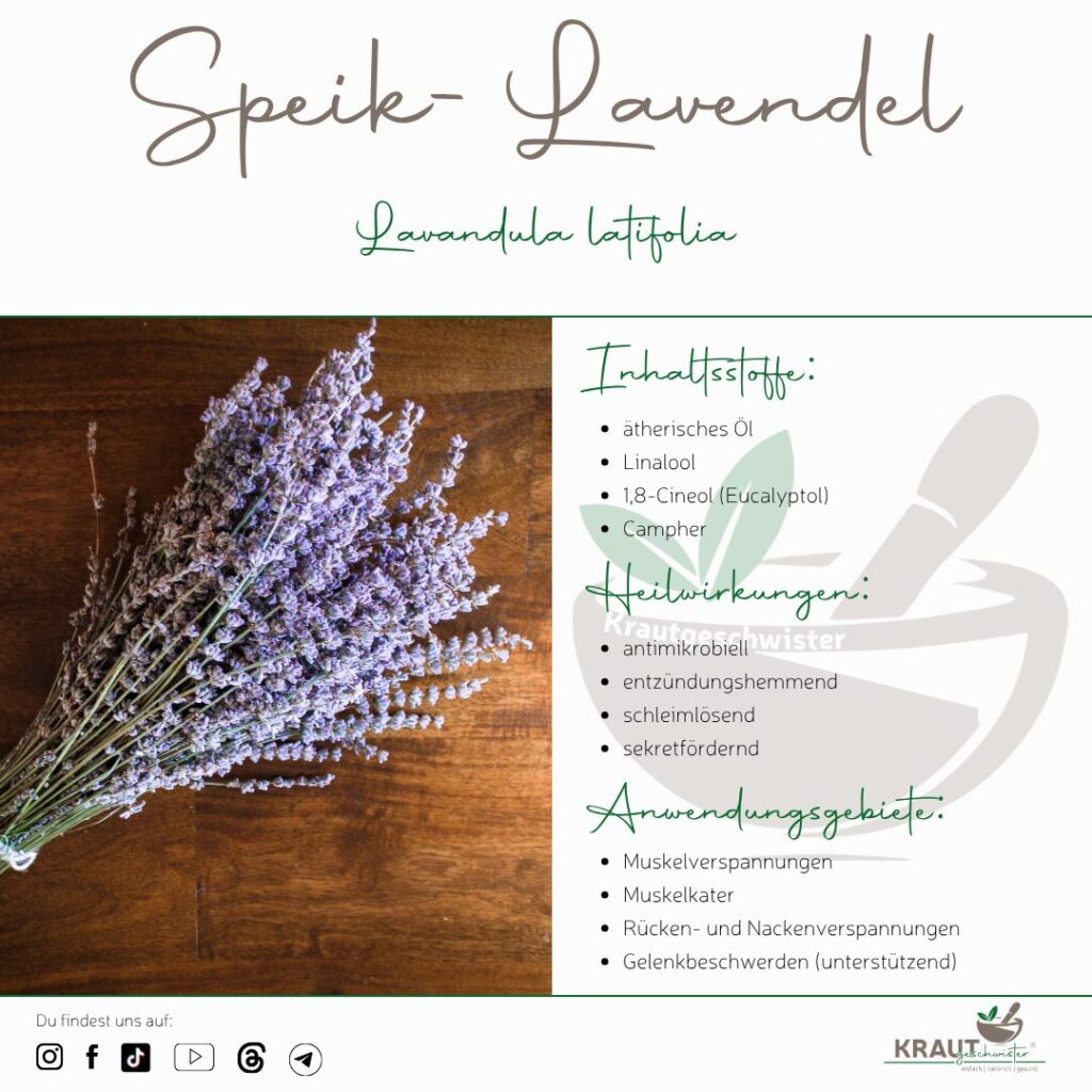 Lavendel ist nicht gleich Lavendel