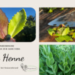 Fette Henne – 1. Hilfe bei Sonnenbrand