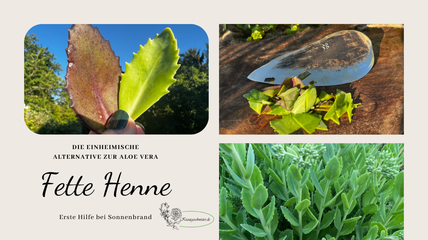 Read more about the article Fette Henne – 1. Hilfe bei Sonnenbrand