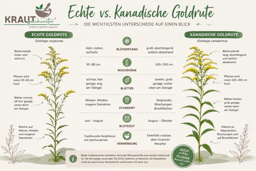 Echte Goldrute Heilpflanzenportrait