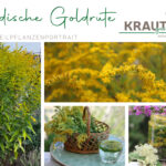 Goldrute (kanadische) Heilpflanzenportrait