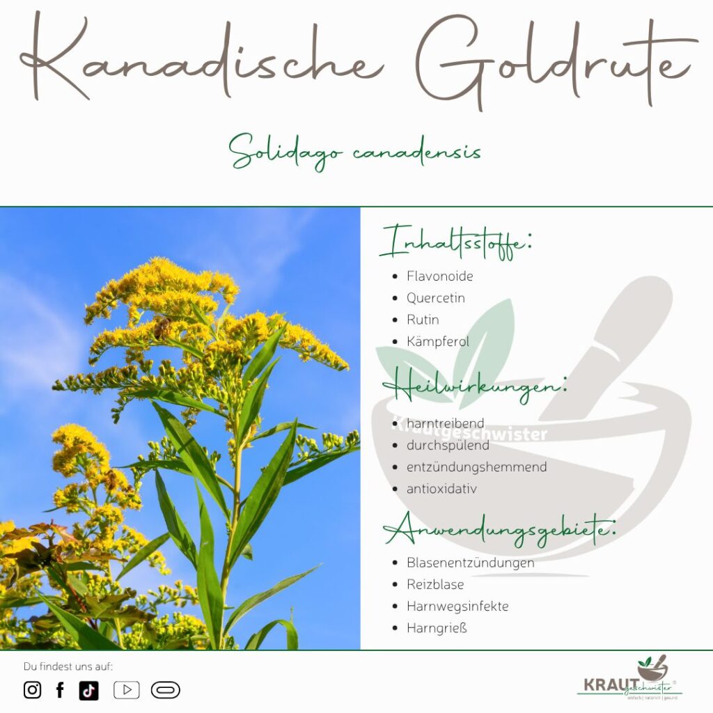 Kanadische Goldrute Heilpflanzenportrait