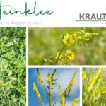 Steinklee Heilpflanzenportrait