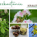 Rosskastanie Heilpflanzenportrait