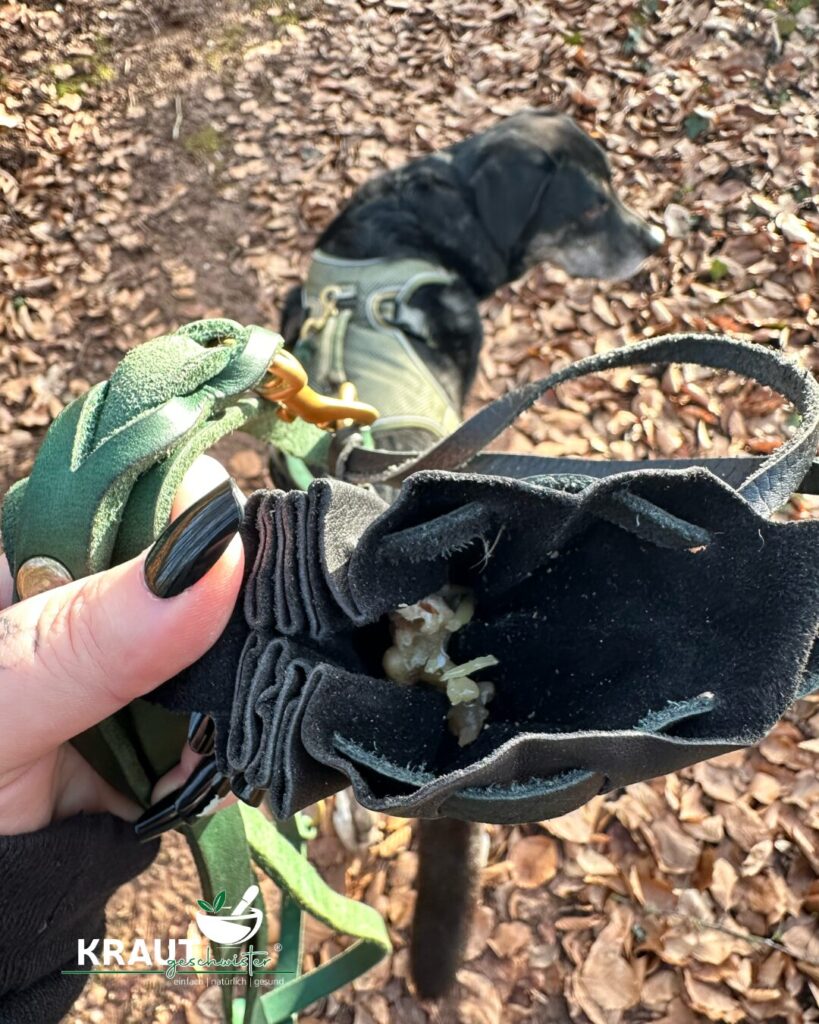 Harz – Das Gold des Waldes