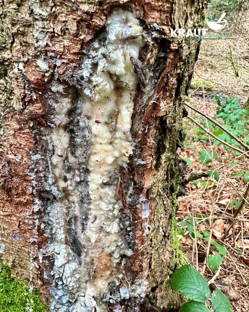 Harz – Das Gold des Waldes