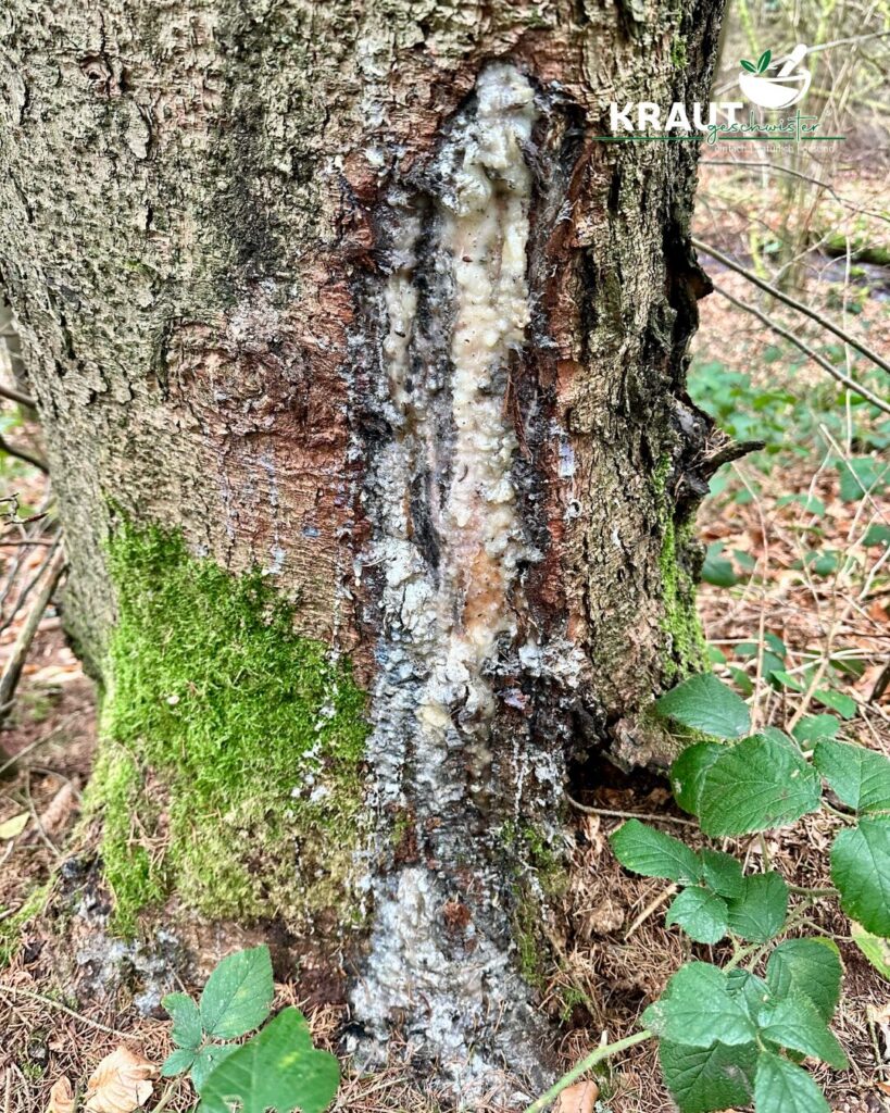 Harz – Das Gold des Waldes