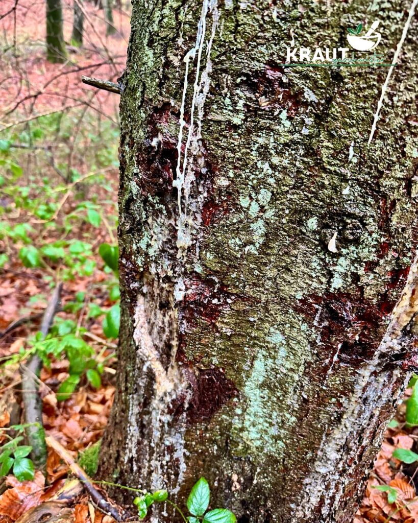 Harz – Das Gold des Waldes