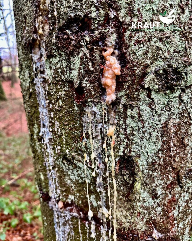 Harz – Das Gold des Waldes