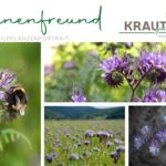 Bienenfreund Heilpflanzenportrait