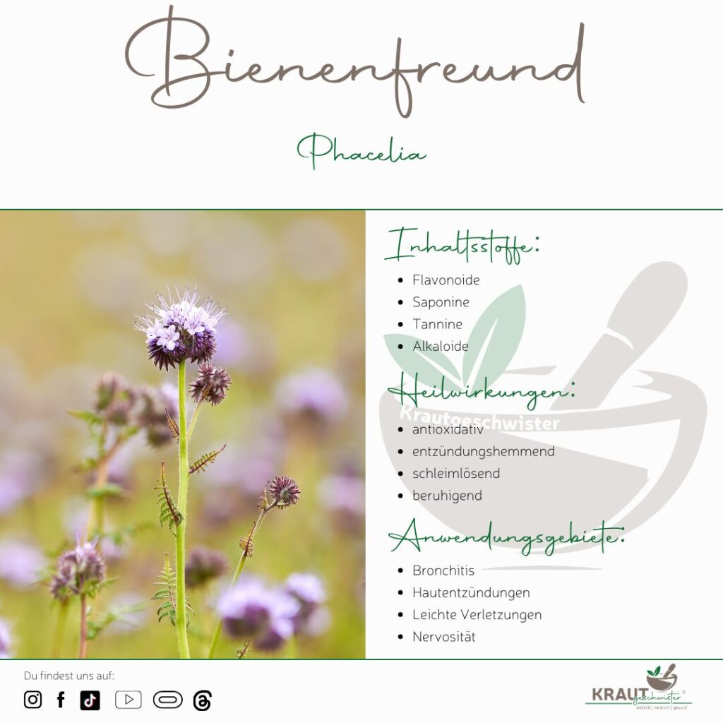 Bienenfreund Heilpflanzenportrait