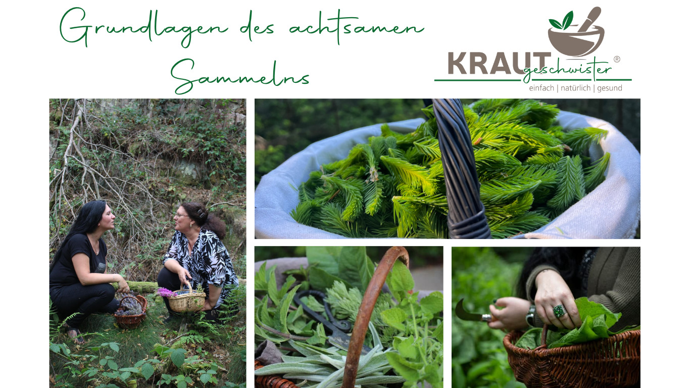 Read more about the article Allgemeines zum Sammeln von Kräutern