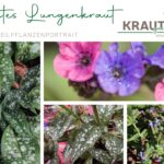 Geflecktes Lungenkraut Heilpflanzenportrait