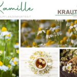 Kamille Heilpflanzenportrait