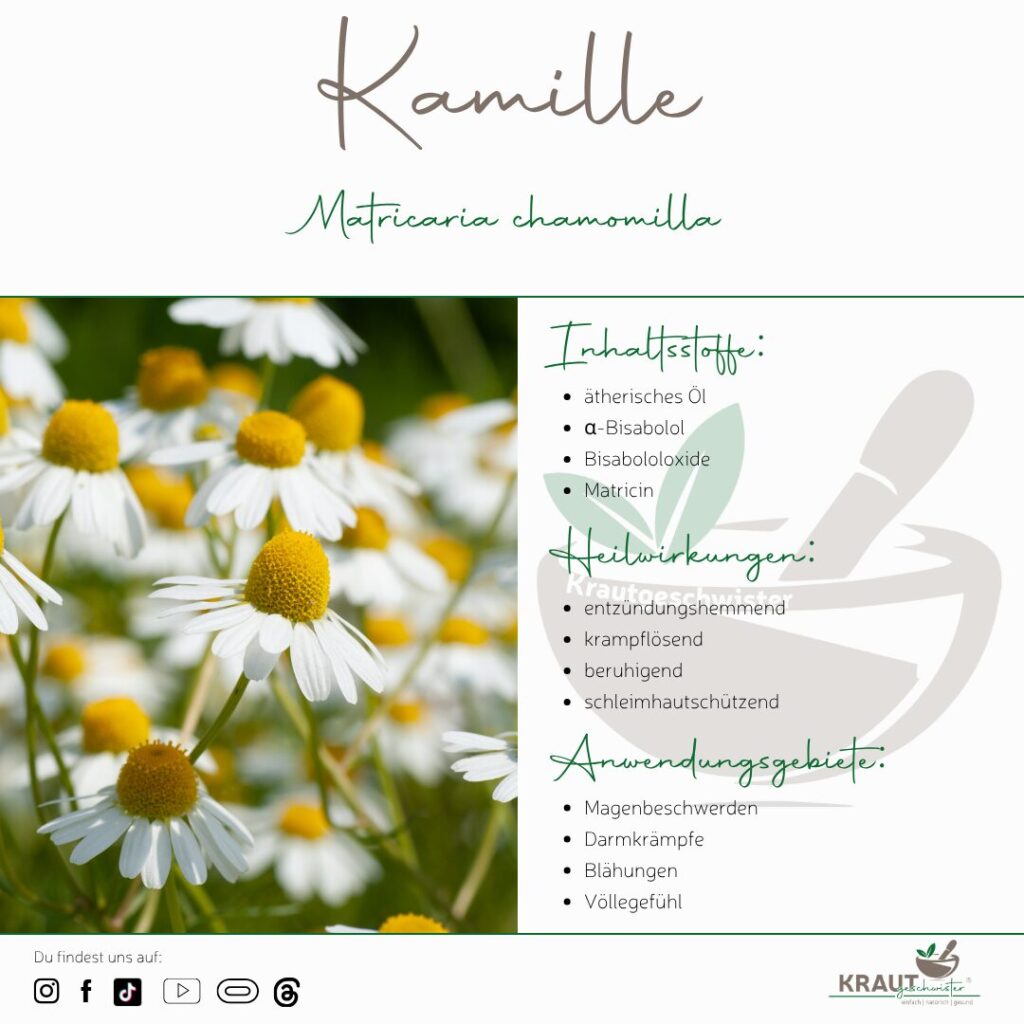 Kamille: Die vertraute Heilpflanze mit den vielen Gesichtern
