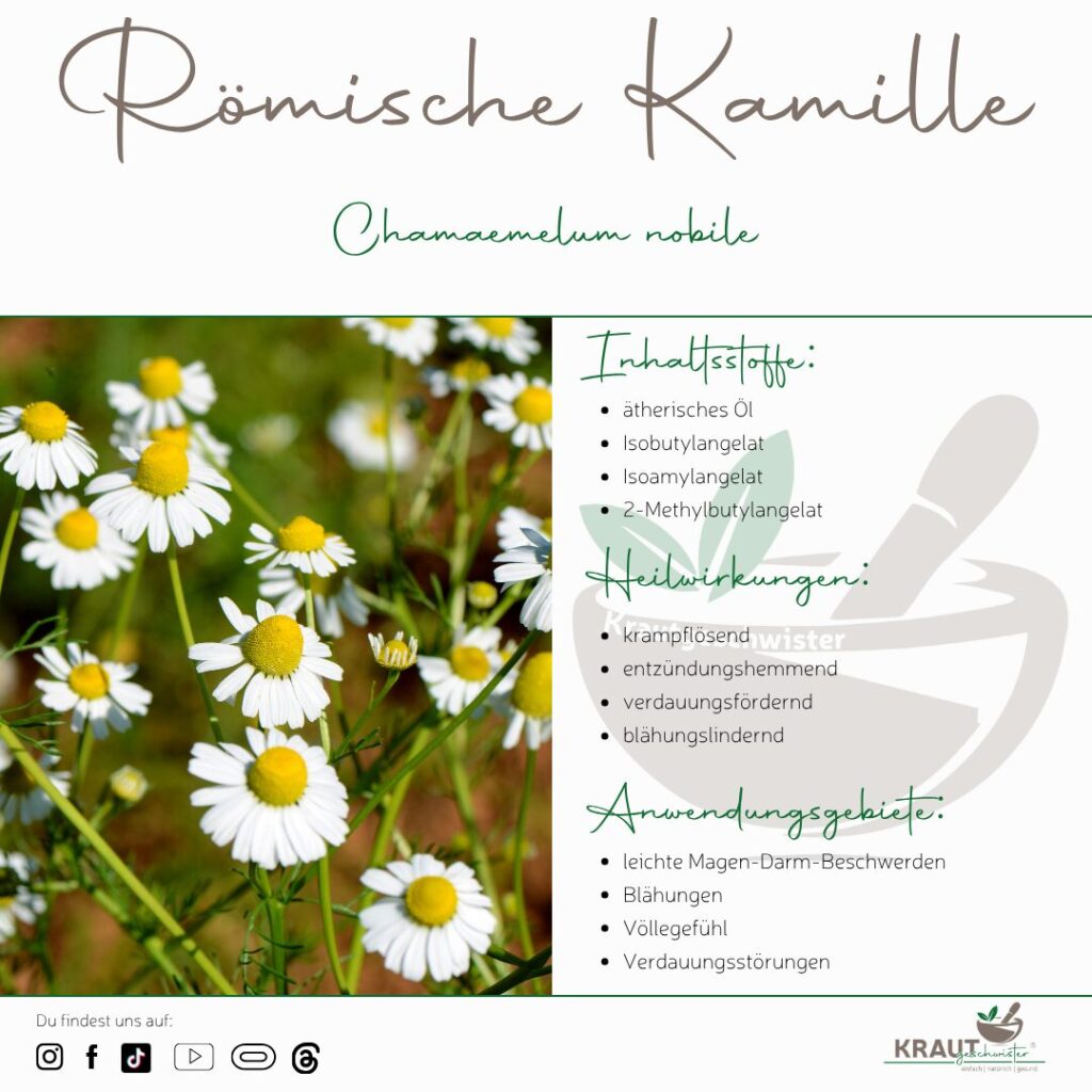 Kamille: Die vertraute Heilpflanze mit den vielen Gesichtern