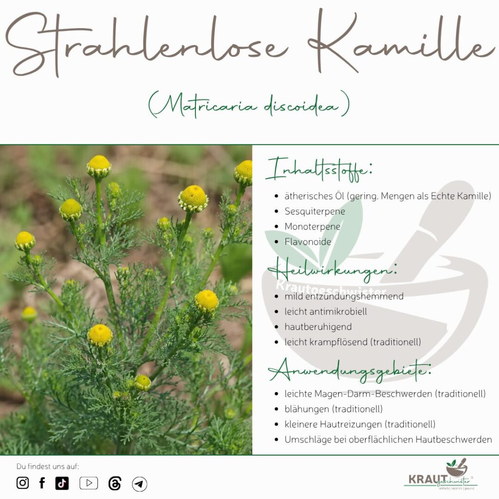 Kamille: Die vertraute Heilpflanze mit den vielen Gesichtern