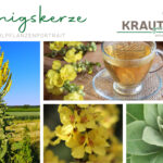 Königskerze Heilpflanzenportrait