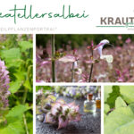 Muskatellersalbei Heilpflanzenportrait