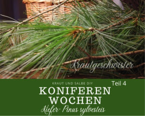 Koniferen &#8211; Die Kiefer (Pinus sylvestris)