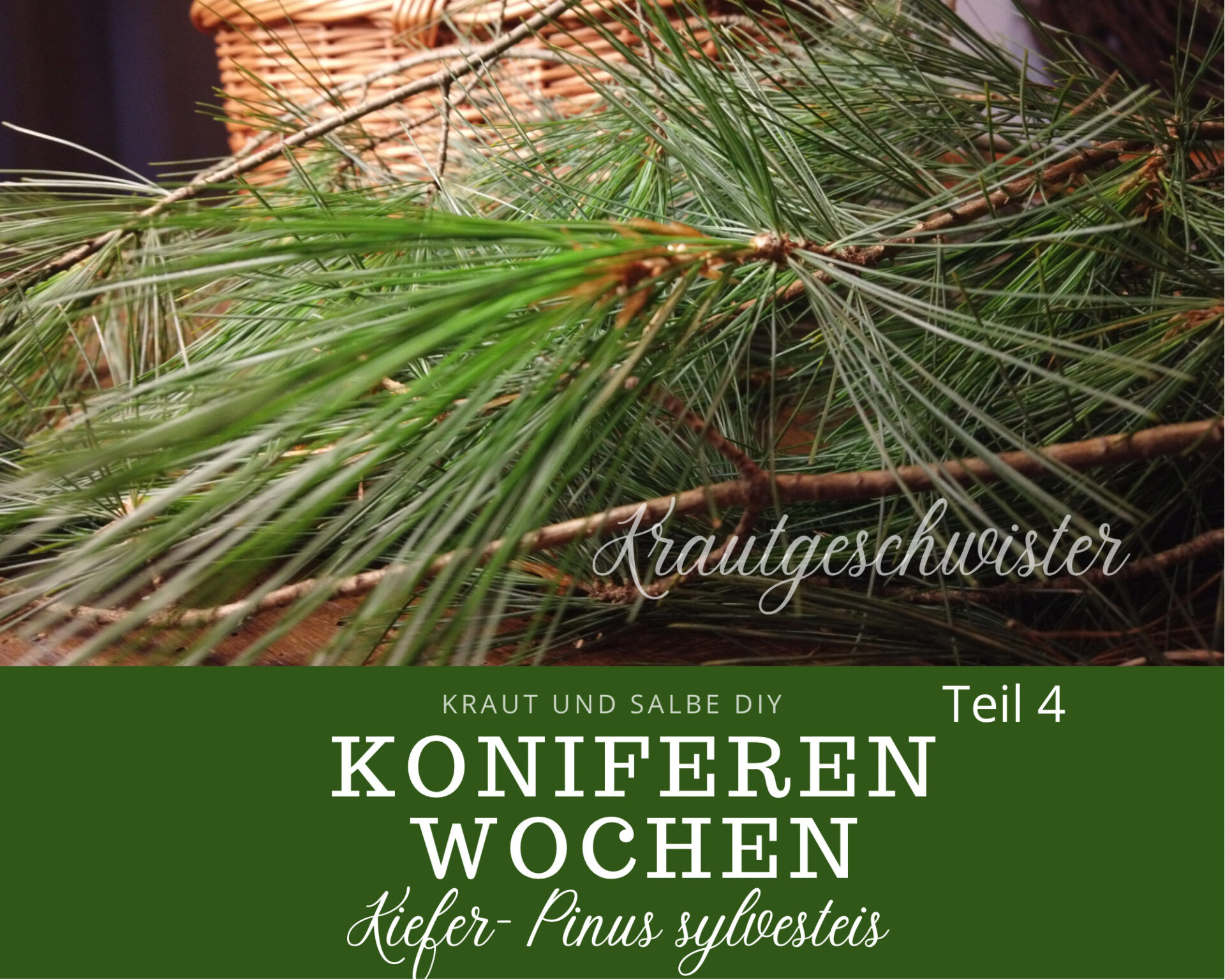 Read more about the article Koniferen – Die Kiefer (Pinus sylvestris)