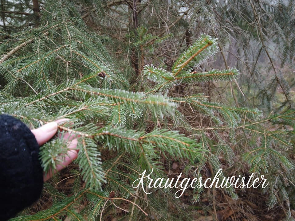 Koniferen – Die Fichte (Picea abies)